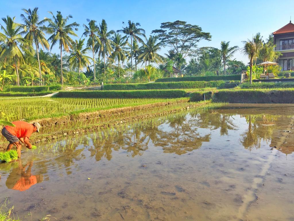 The Suris Ubud Екстер'єр фото